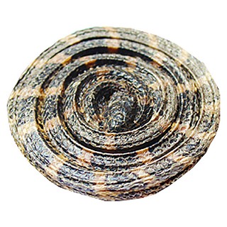 金錢白花蛇(小)