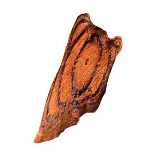 雞血藤(統(tǒng)片)