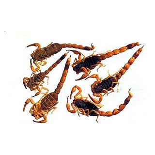 全蝎(鹽水)