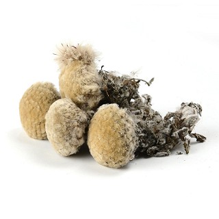 晶珠牌 臧雪蓮25g 價格 晶珠牌 臧雪蓮25g 價格